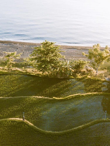 Walk through rice terraces, swim beneath waterfalls, or wander the protected forests of West Bali National Park.