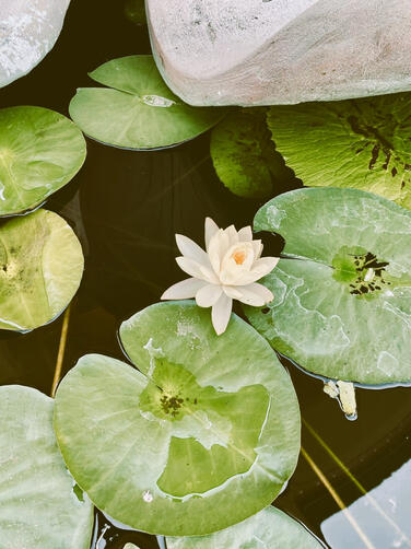 Return to the villa for spa treatments, rooftop yoga, or restful afternoons by the pool.